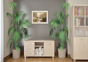 First клен - Вид 1